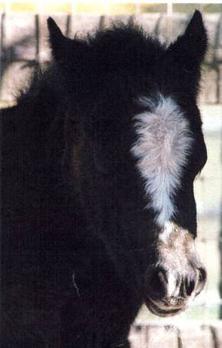 Chaparral's Rain Dance