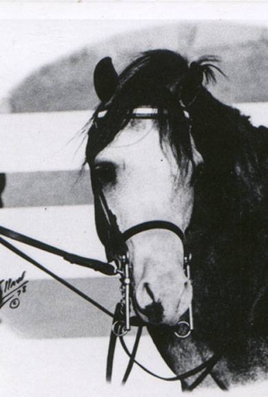 Chaparral's Centurion